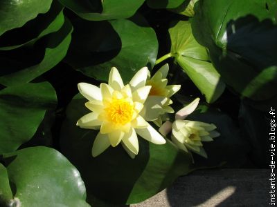 Lotus de la Bambouseraie...
